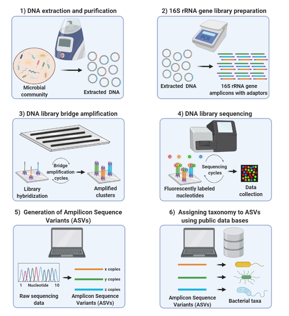 16S rRna analysis